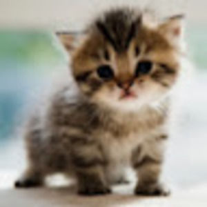 Meet your Posher, Hillary